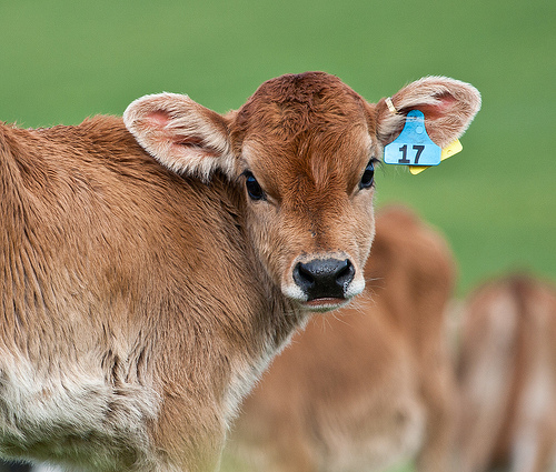 photo of calf with ear tag
